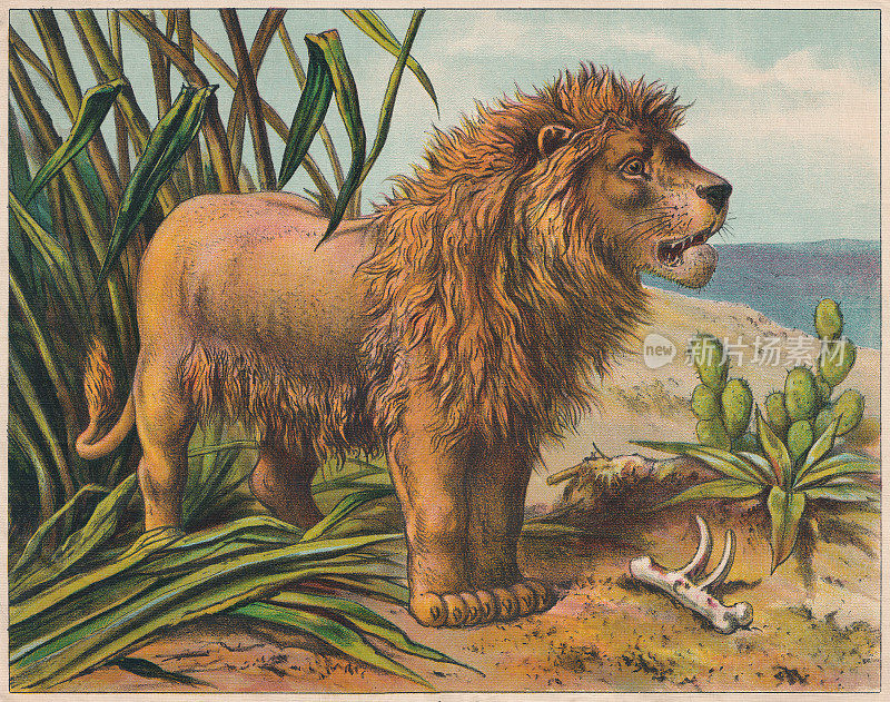 狮子(Panthera leo)，彩色石刻，大约1898年出版